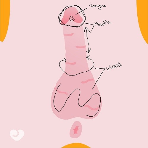 penis diagram 1
